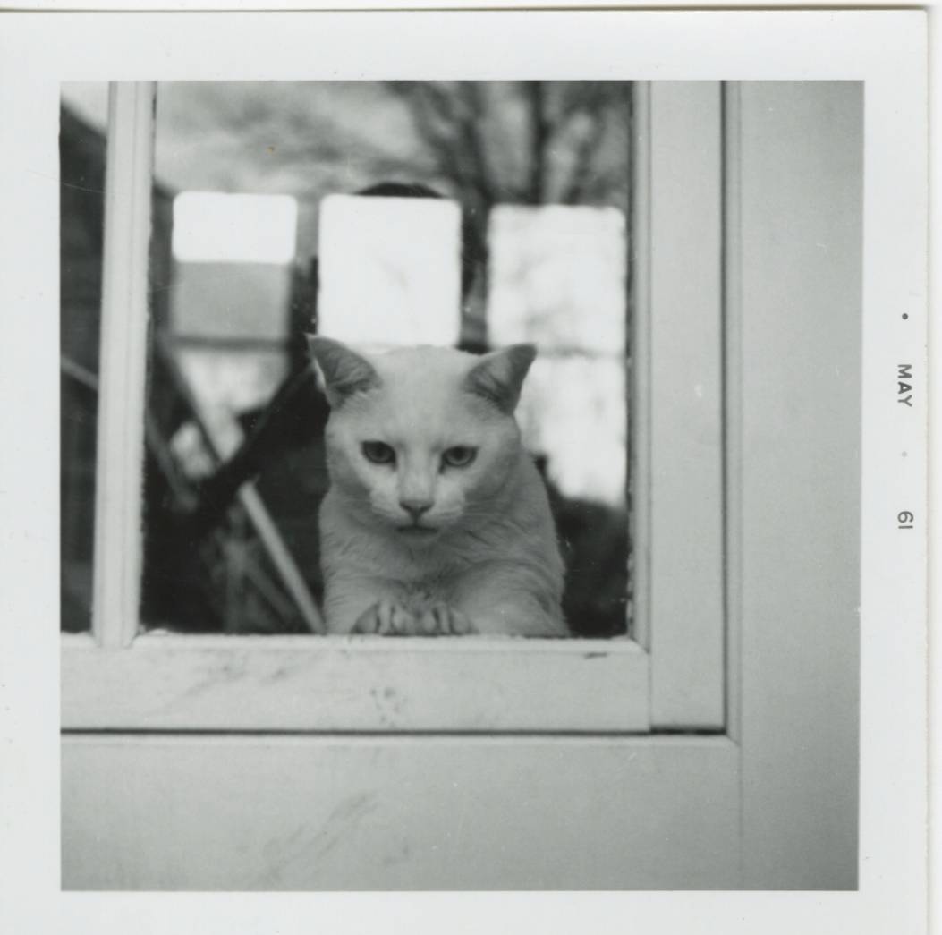 cat at a window